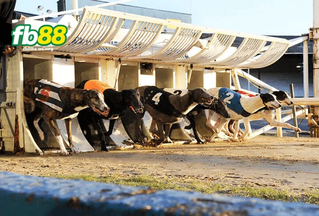 Các Loại Kèo Đua Chó Ảo Tại Fb88